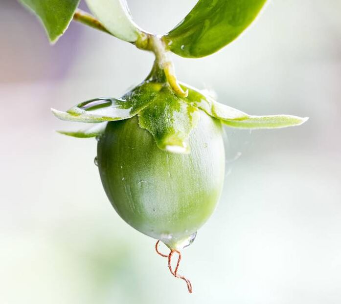 Minyak pelembab anti-kerut yang diperoleh dari buah jojoba